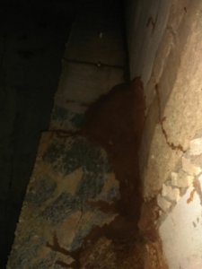 房屋未装修水泥墙发现白蚁