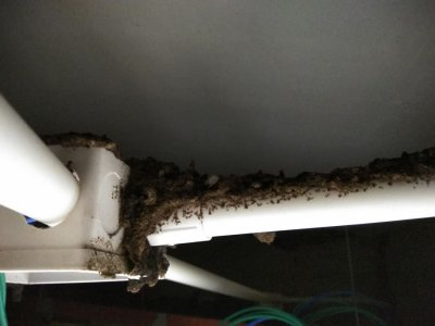房屋装修预防白蚁案例